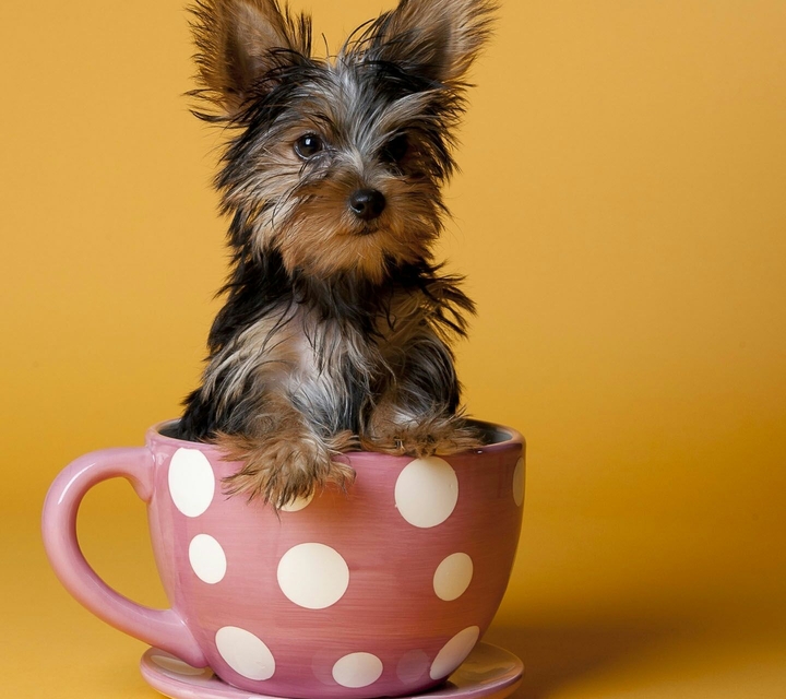 teacup