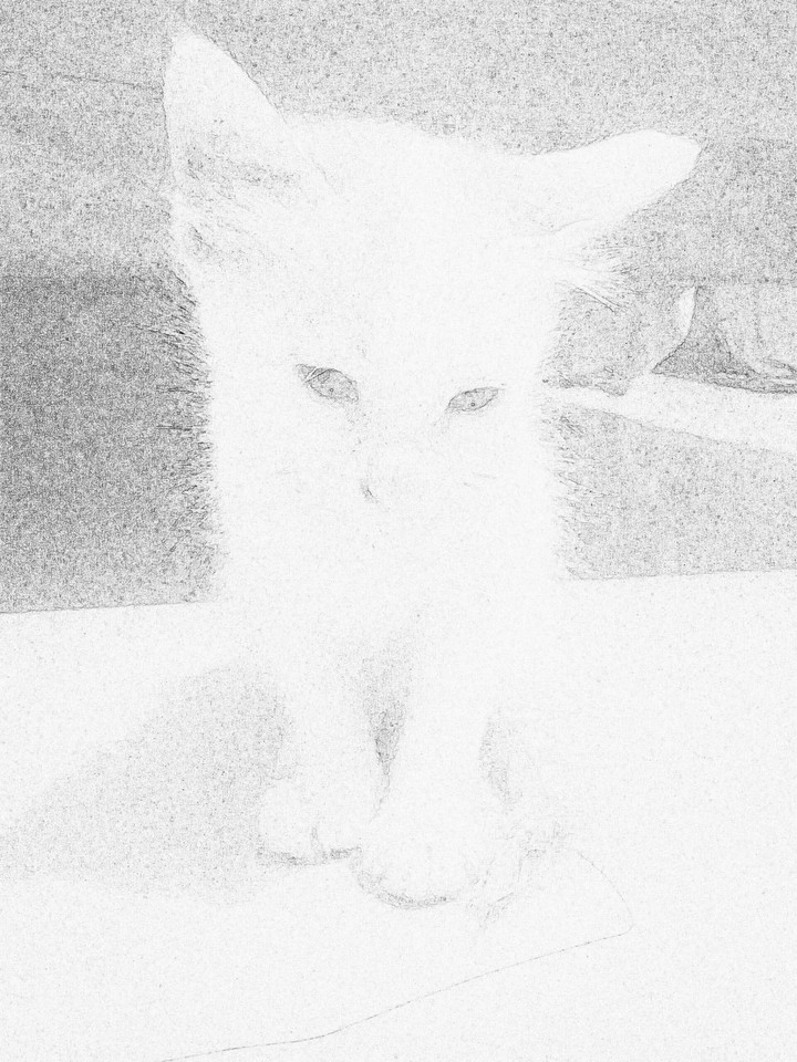 kitten...