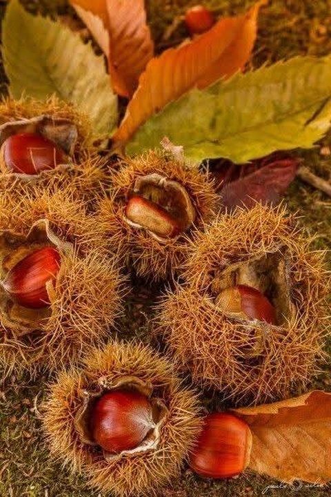 Ingredient, Produce, Nut