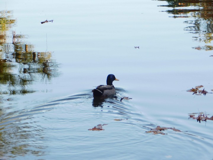 duck