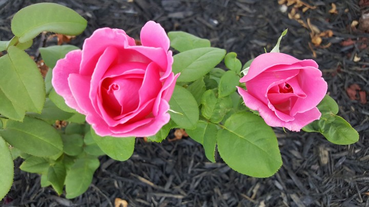 pink roses