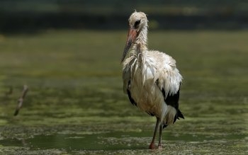 Cegonha - branca