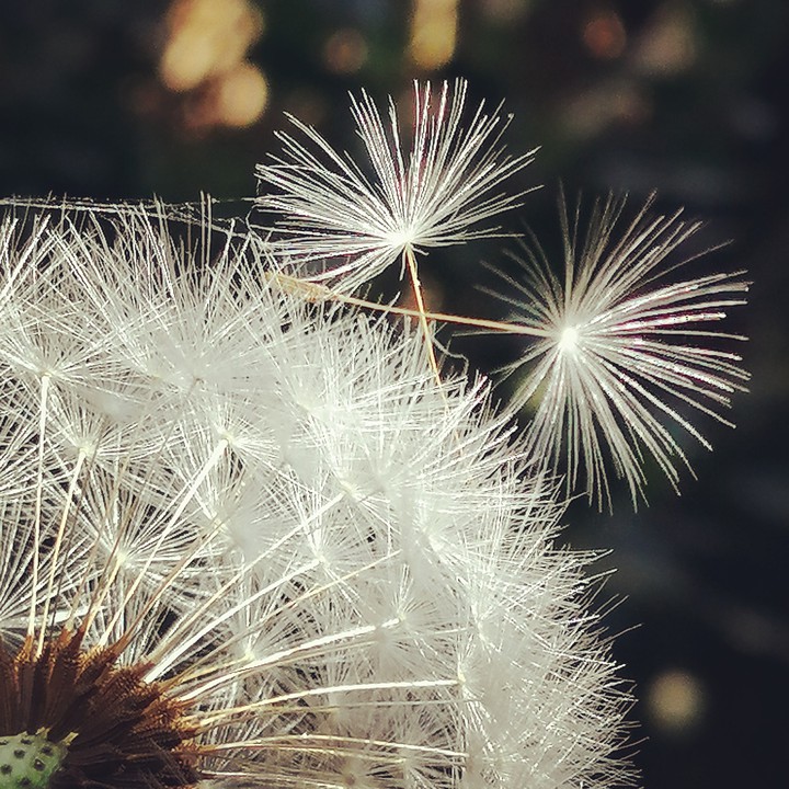dandelion close up