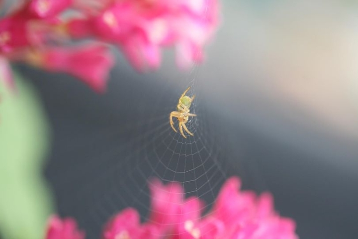 spider