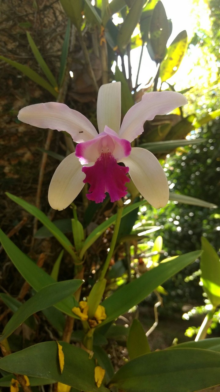 orquídea❤