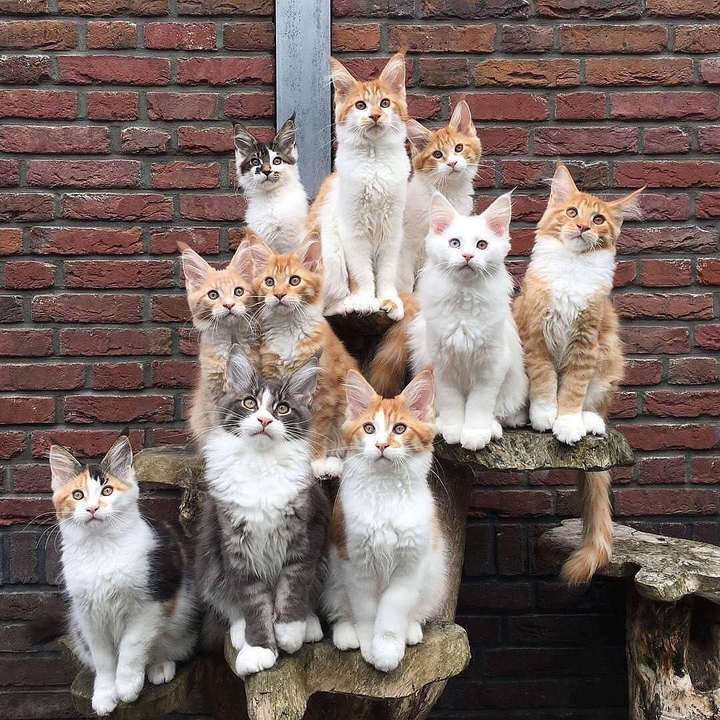 Gang