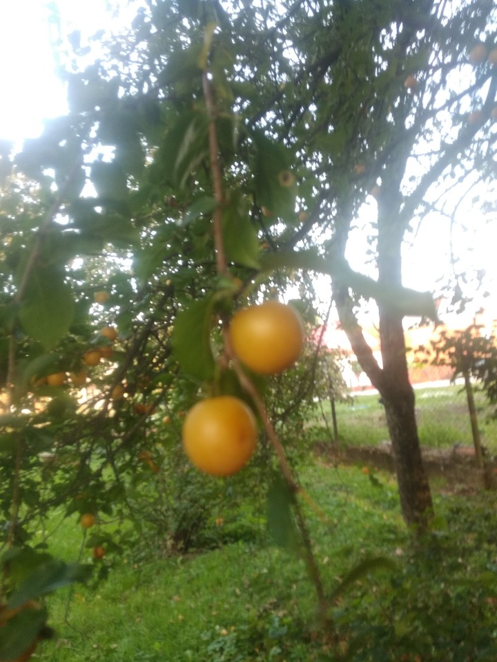 mirabelki