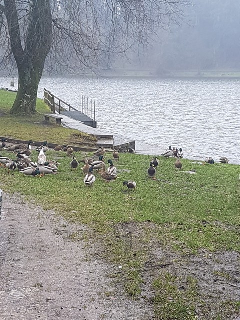 ducks in winter