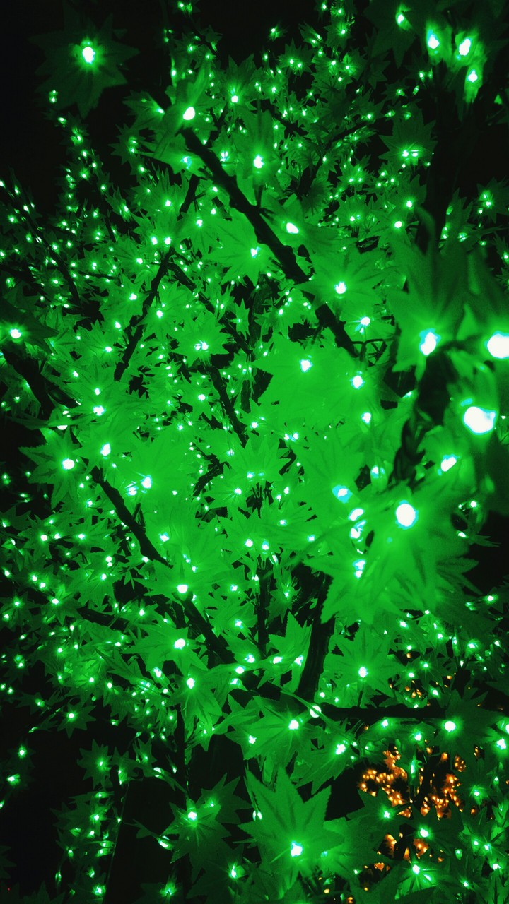 tree