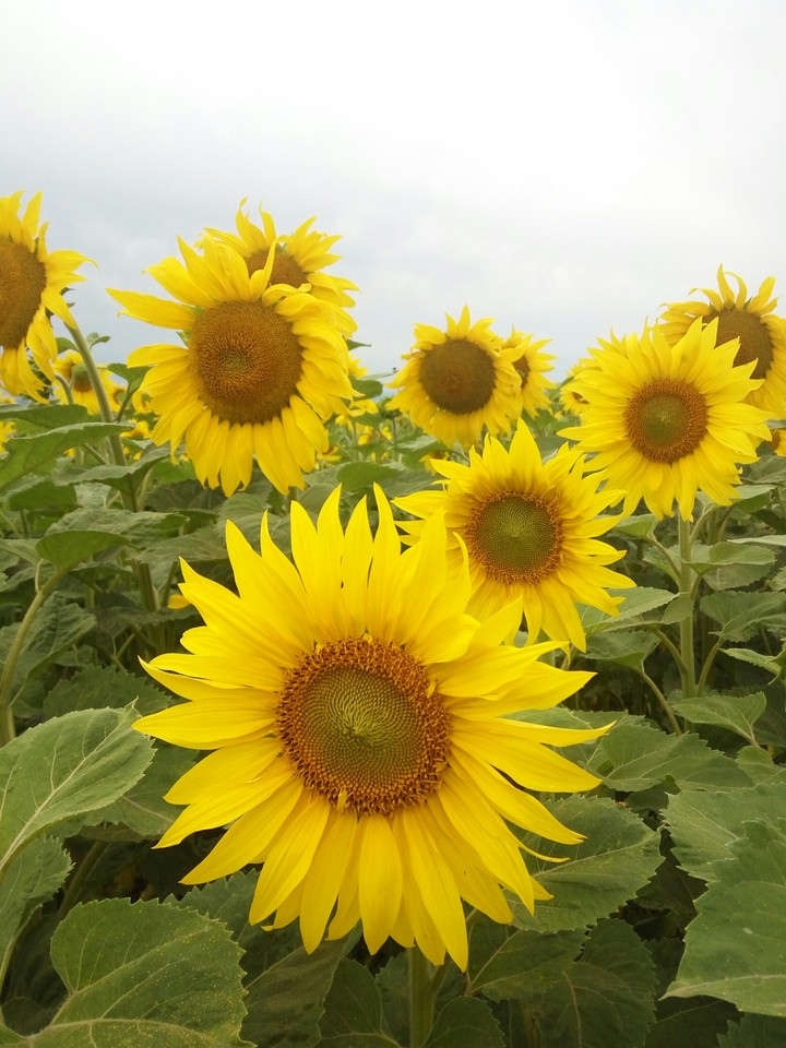 sunflower