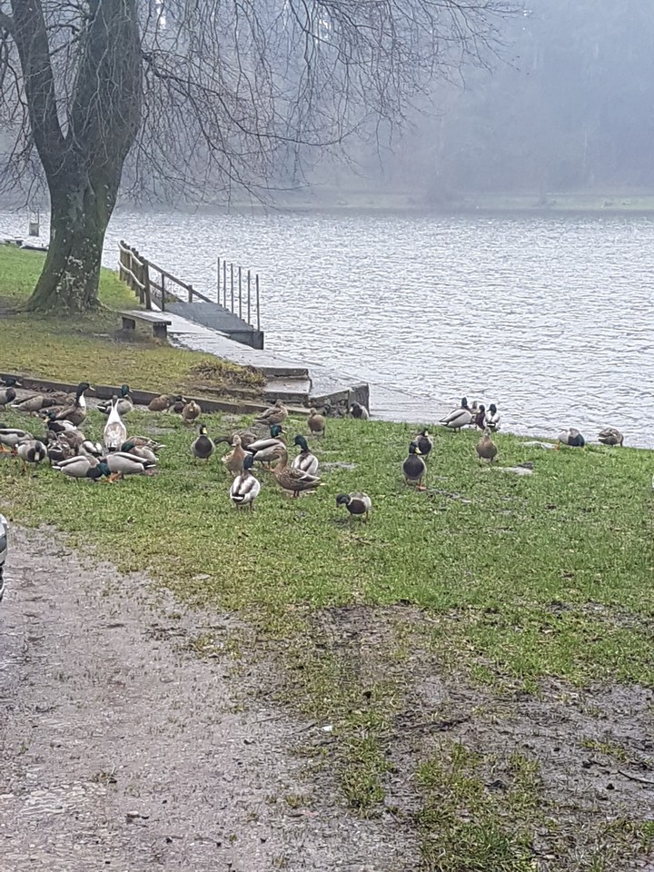ducks in winter