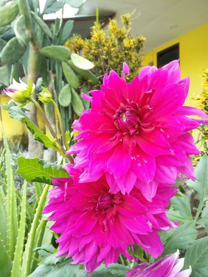 pink