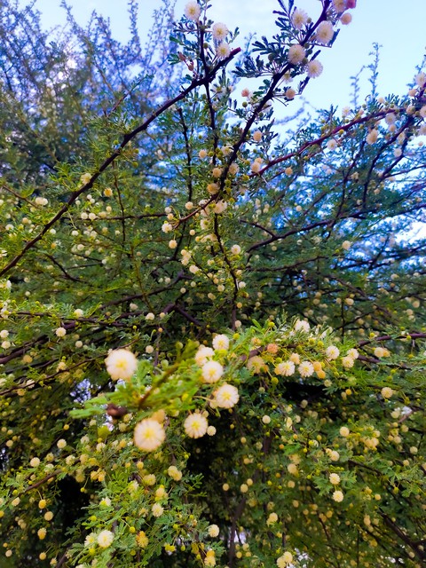 babool plant