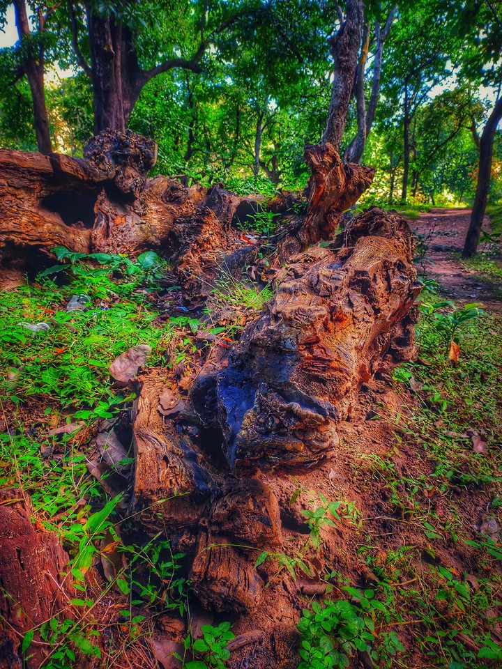 the broken tree