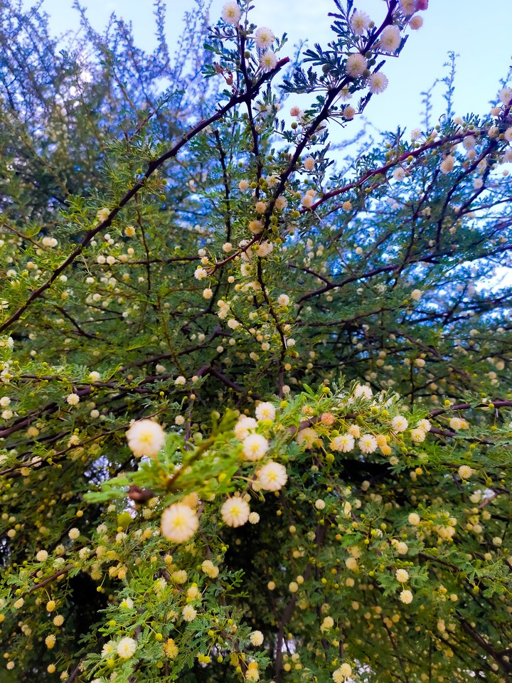 babool plant