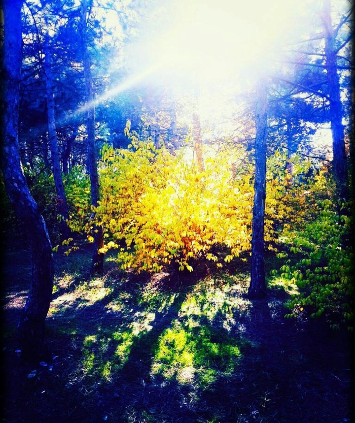 sunlight