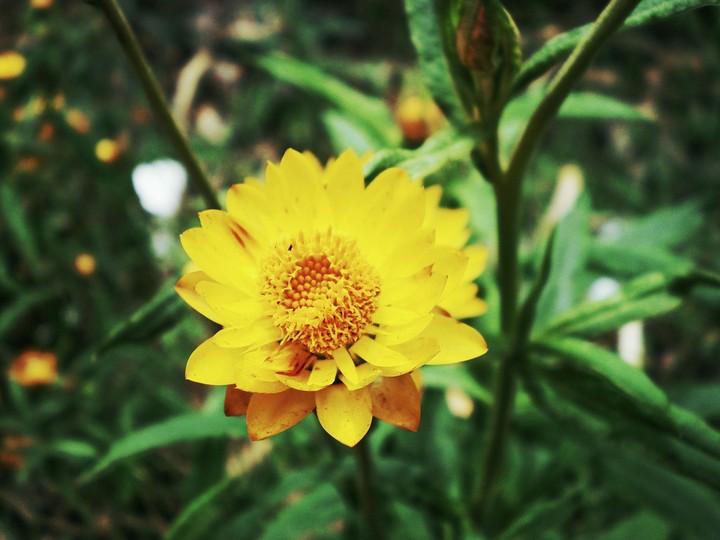 yellow is good