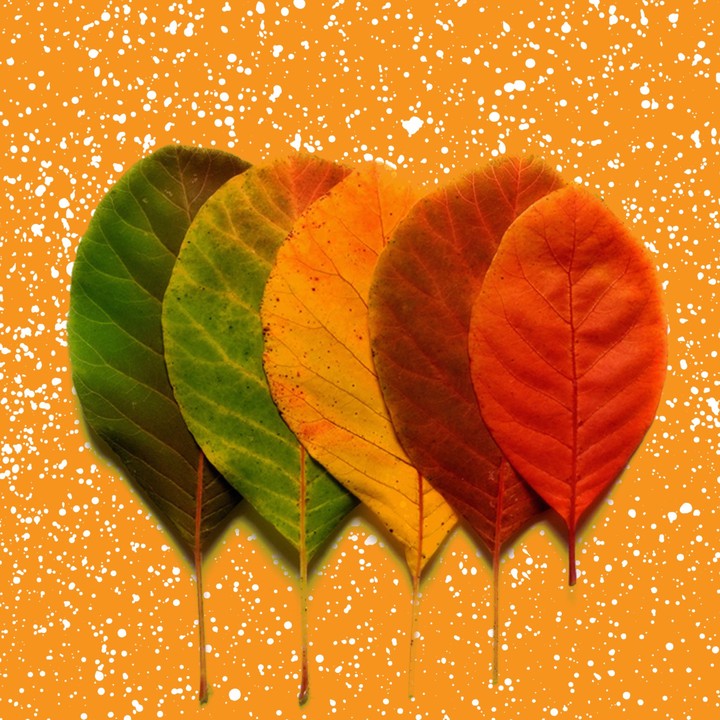 Leaf