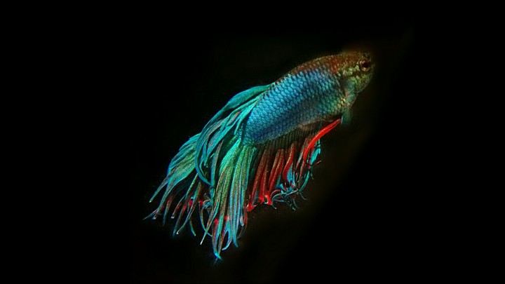 Fish
