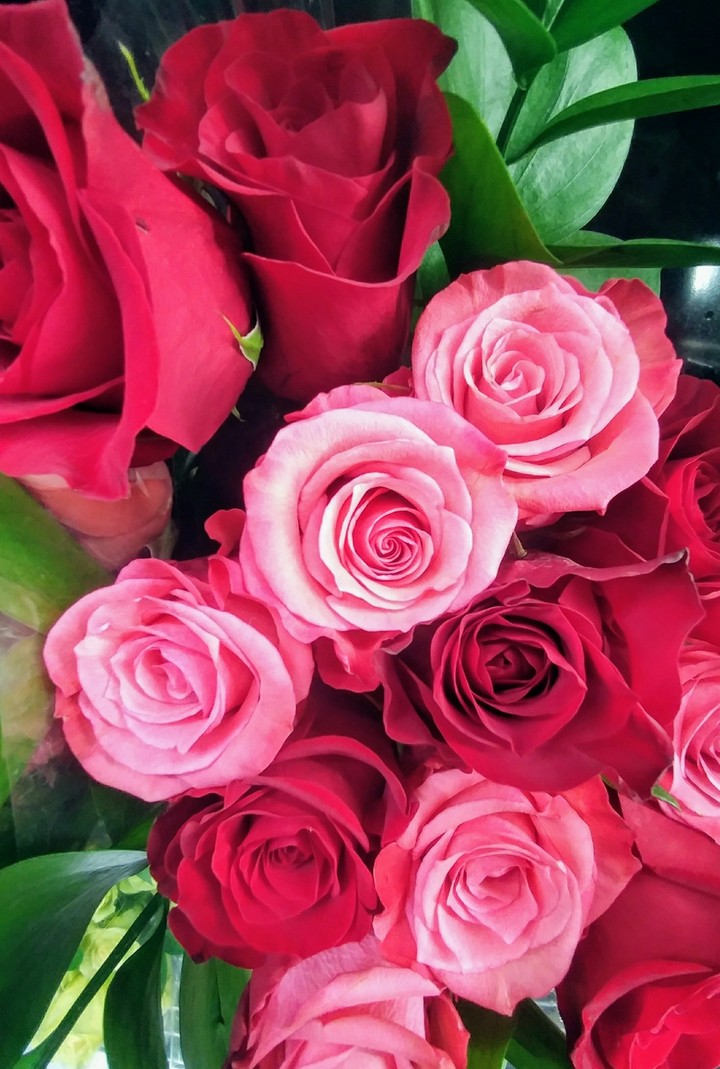 Pink and Magenta roses