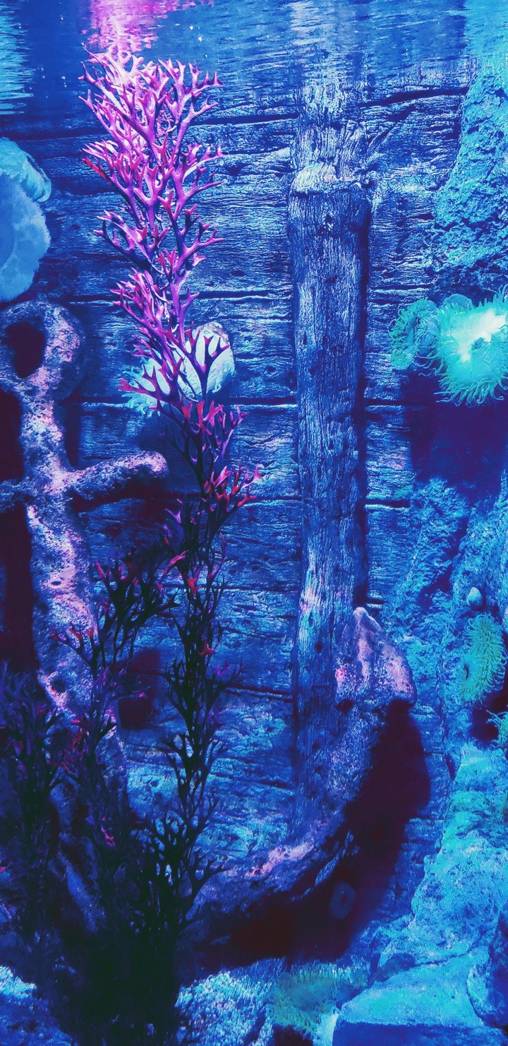 aquarius