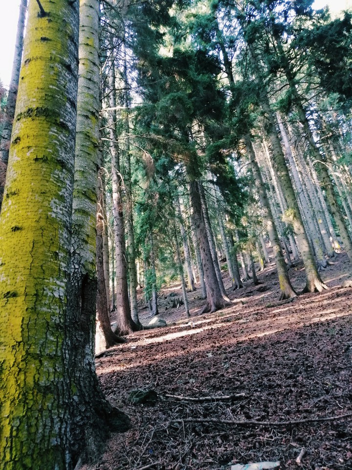 Forest