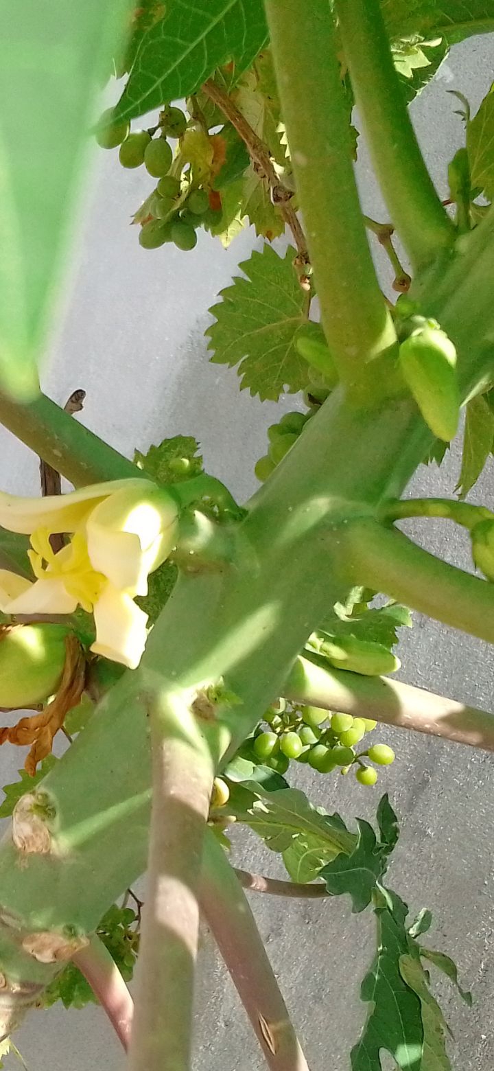 papaya