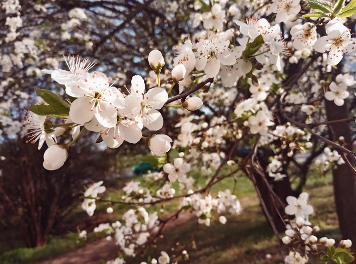 spring✨
