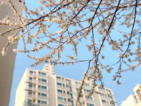 Sakura