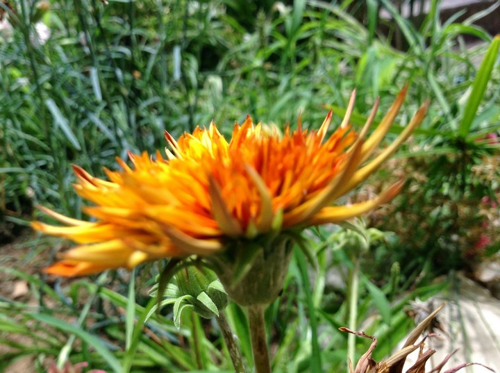 A flower in the garden