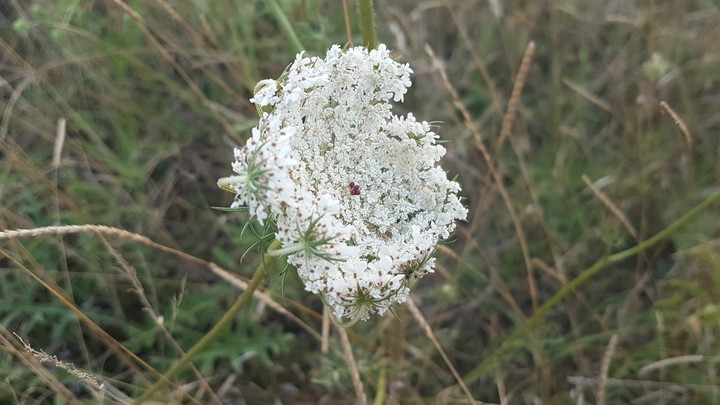 White flower