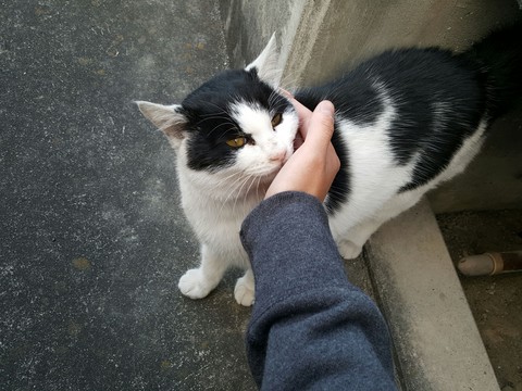 Stray cat