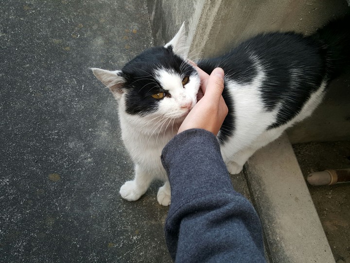 Stray cat