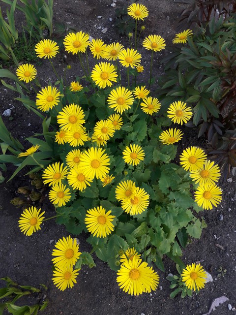 plant, chrysanths achtergronden