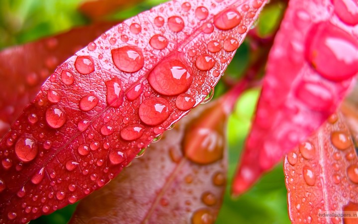 drops