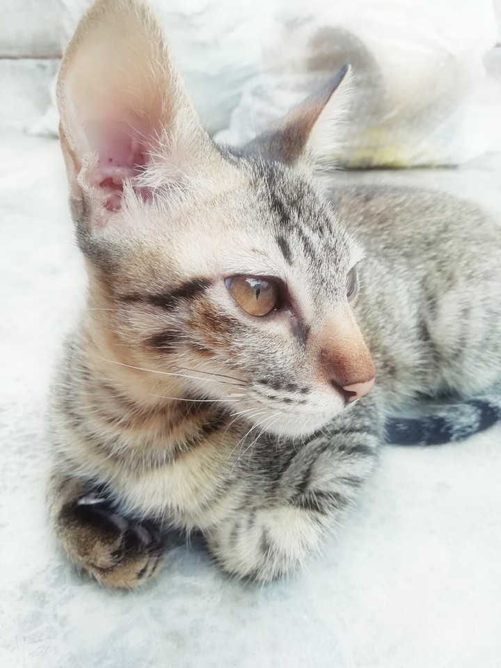 little kitten ?