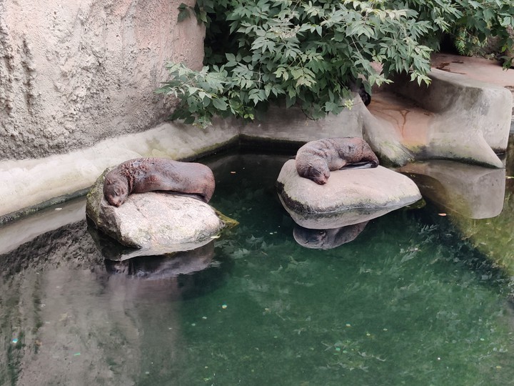 Moscow zoo