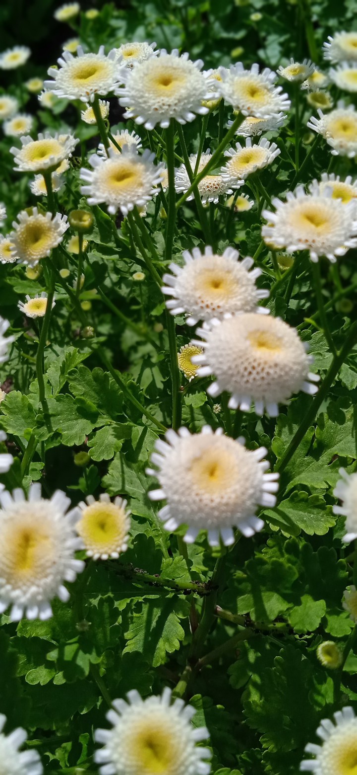 white flowers