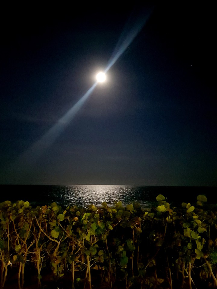 moonlight