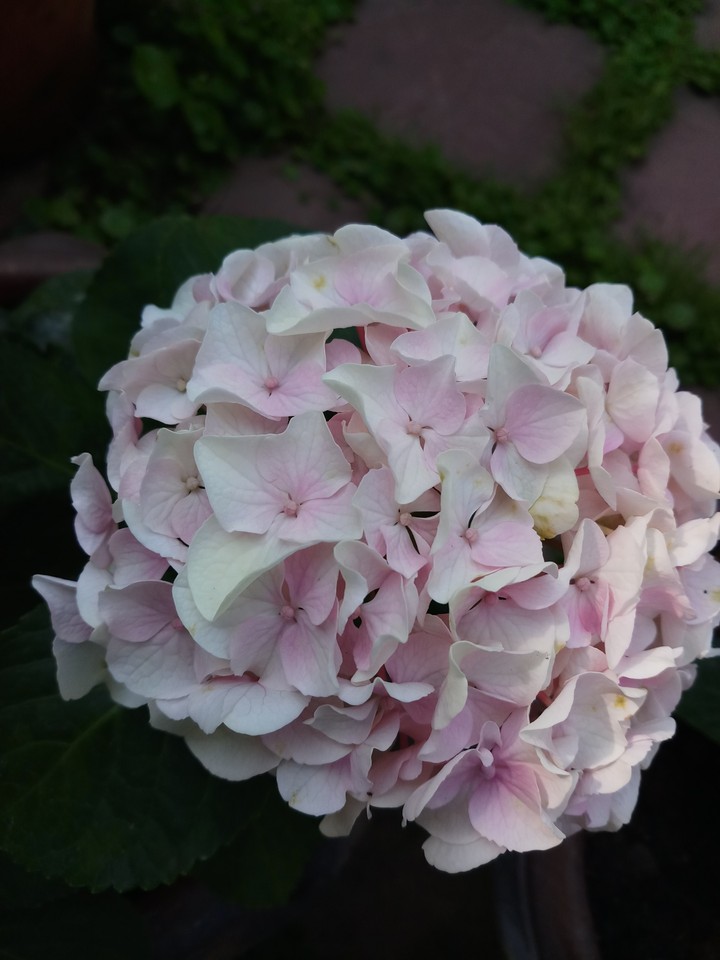 pink hydrangea