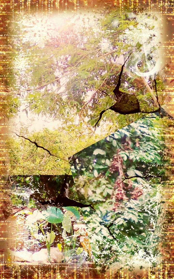 forest