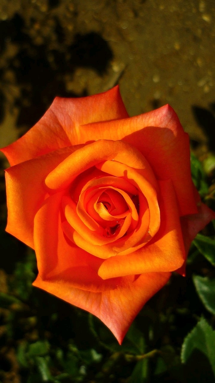 Rosa