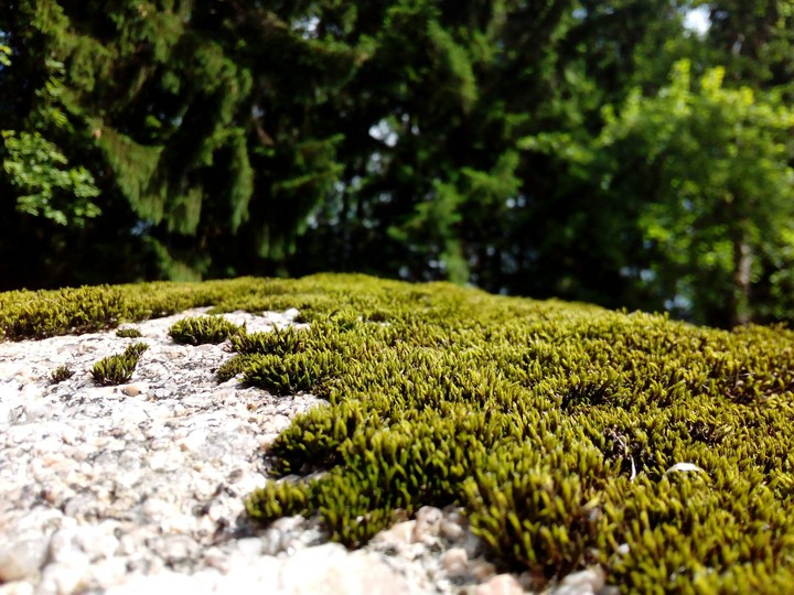 Moss
