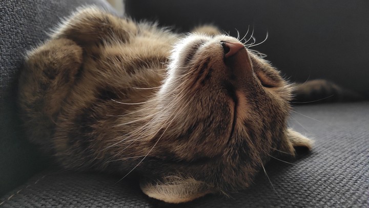 Sleepy cat