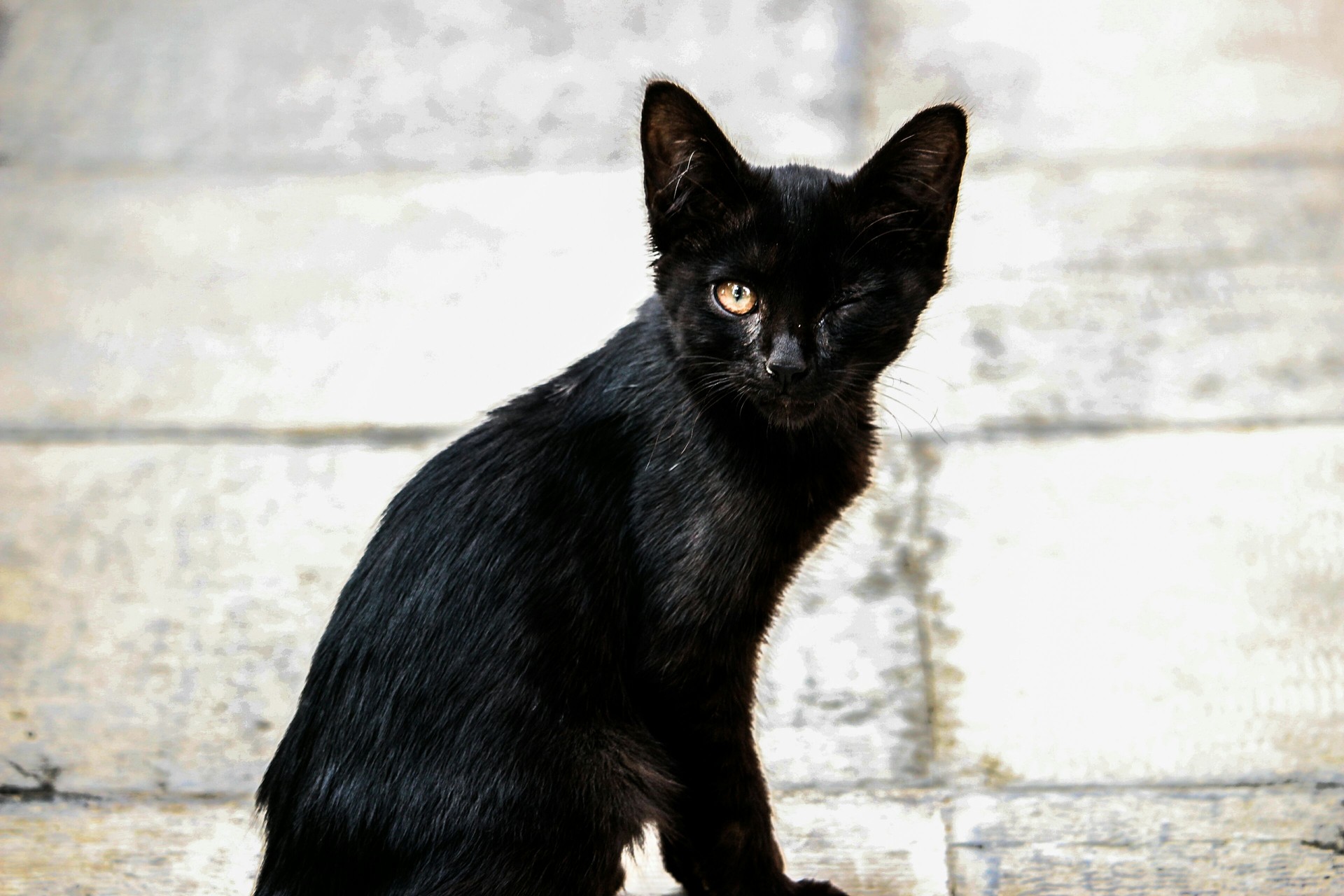 black cat