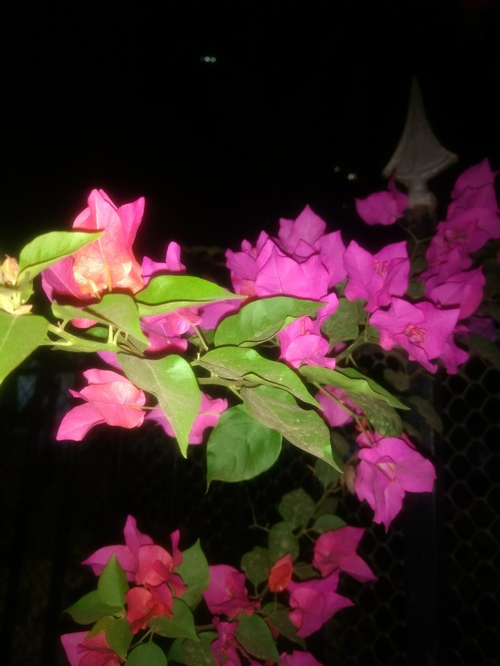 Nature