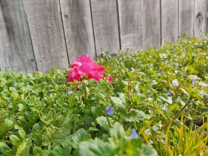 welcome spring