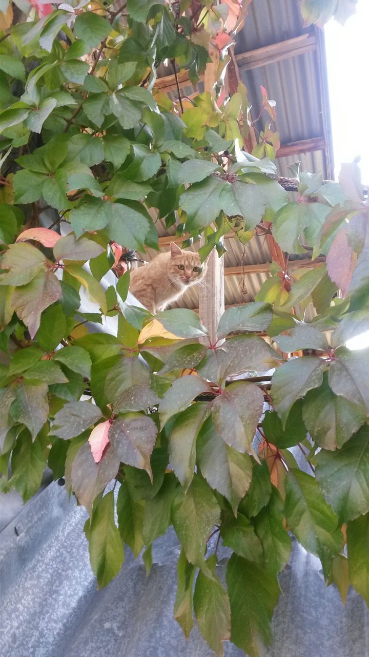 cat & plant