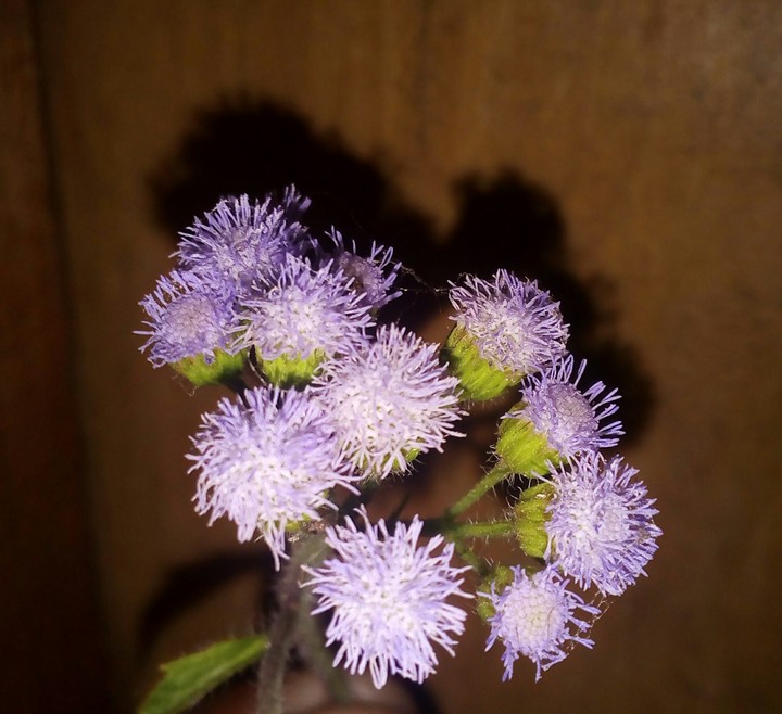 fox flower