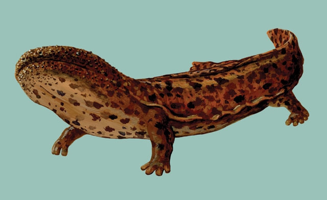 Giant Lizard